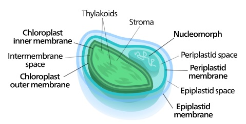 Cloroplasto