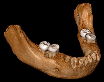 Denisova, grotta di Baishiva Karst, mandibola digitalizzata